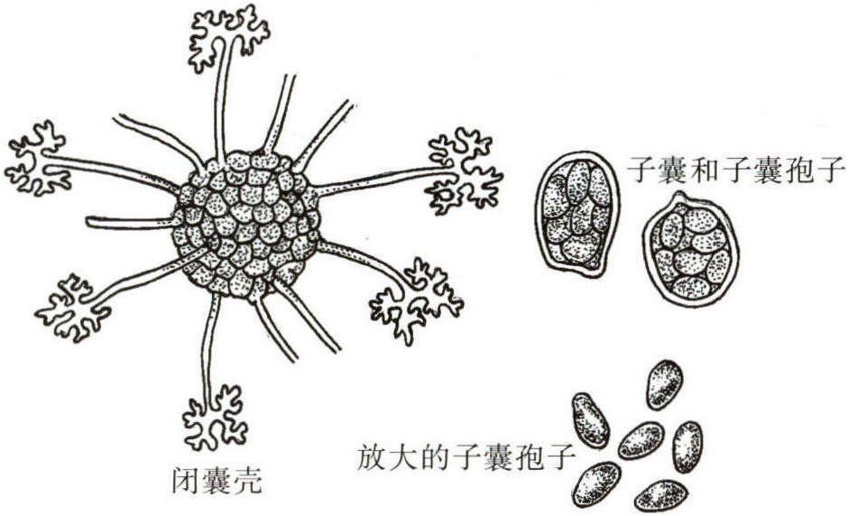 一、榛叶白粉病